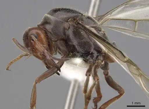 Myrmecocystus mimicus - CASENT0862011