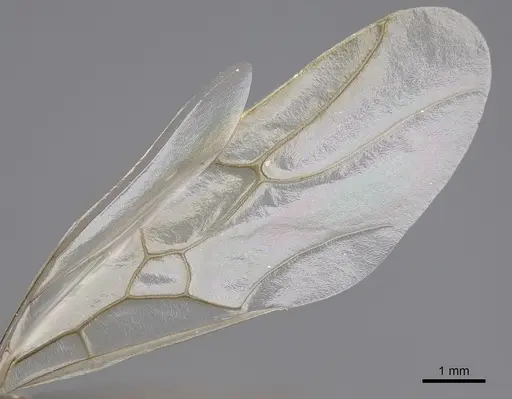 Myrmecocystus mimicus - CASENT0862011