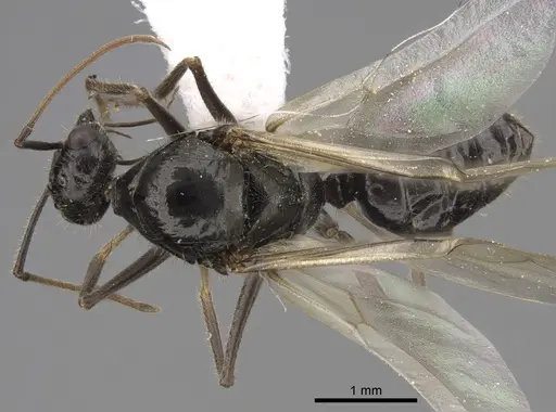Myrmecocystus mimicus - CASENT0862012