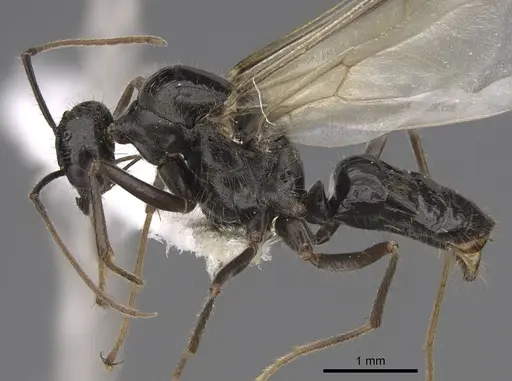 Myrmecocystus mimicus - CASENT0862012
