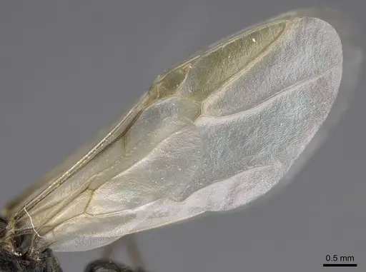 Myrmecocystus mimicus - CASENT0862012