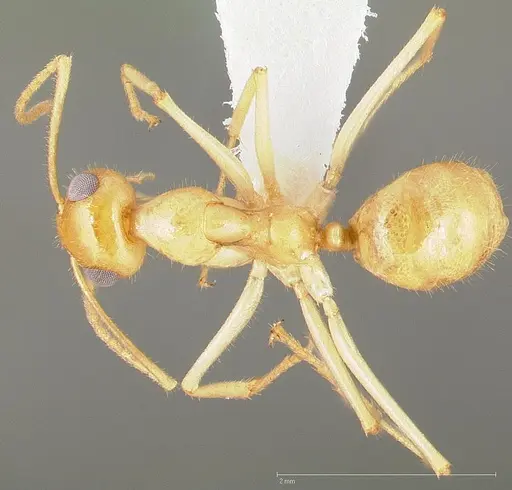 Myrmecocystus navajo specimen