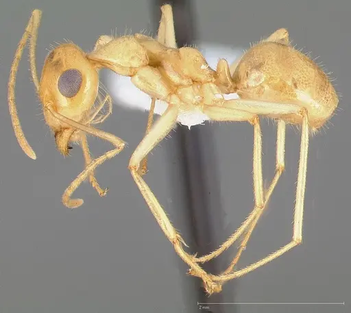 Myrmecocystus navajo specimen