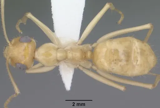 Myrmecocystus navajo - CASENT0102816