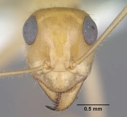 Myrmecocystus navajo - CASENT0102816