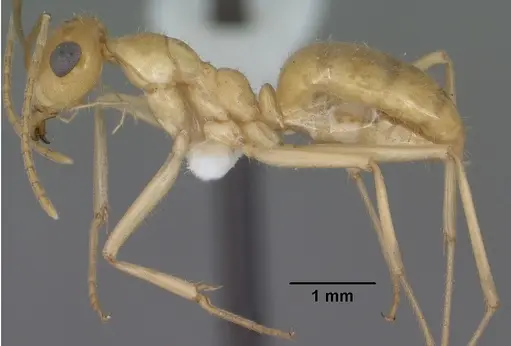 Myrmecocystus navajo - CASENT0102816