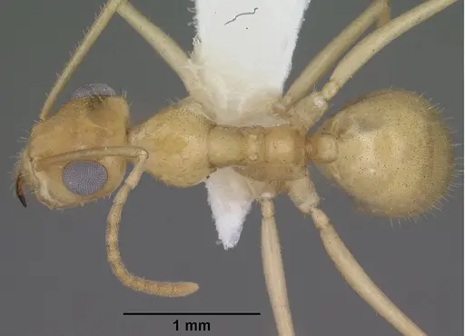 Myrmecocystus navajo - CASENT0102817