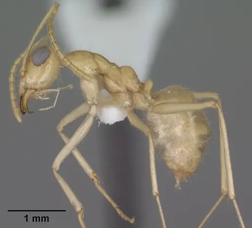 Myrmecocystus navajo - CASENT0102817