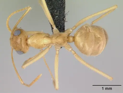Myrmecocystus navajo - CASENT0118162