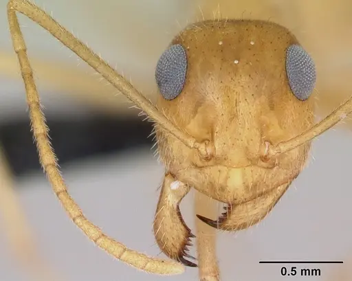 Myrmecocystus navajo - CASENT0118162