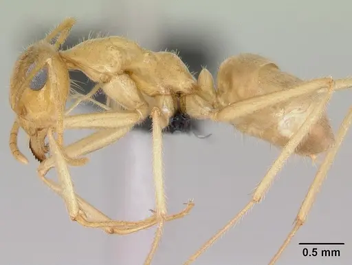Myrmecocystus navajo - CASENT0118162