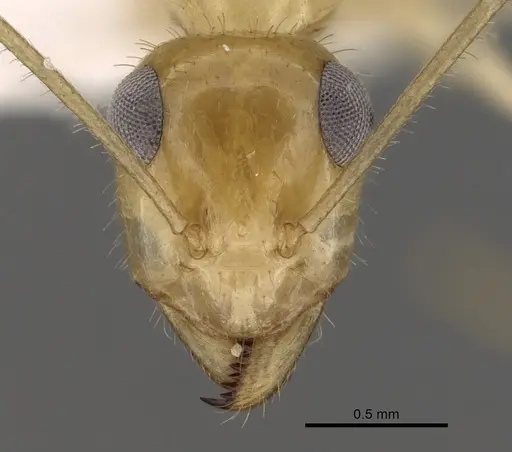 Myrmecocystus navajo - CASENT0280532