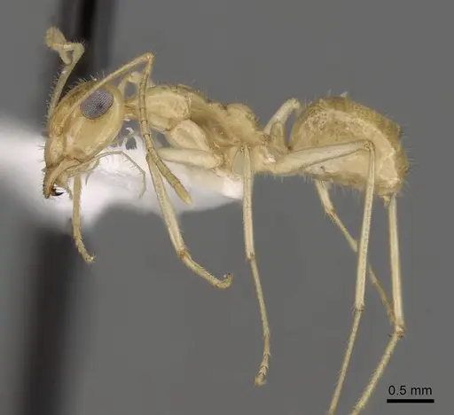 Myrmecocystus navajo - CASENT0280532