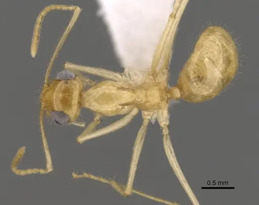 Myrmecocystus navajo - CASENT0280533