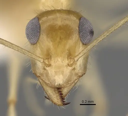 Myrmecocystus navajo - CASENT0280533