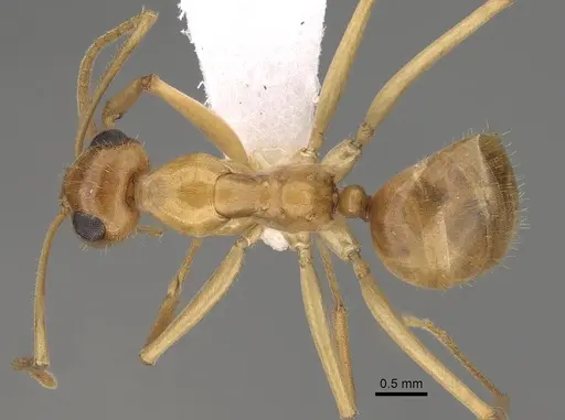 Myrmecocystus navajo - CASENT0280534