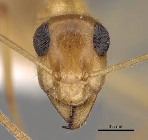 Myrmecocystus navajo - CASENT0280534