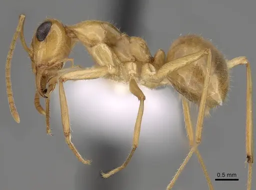 Myrmecocystus navajo - CASENT0280534