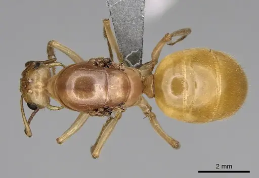 Myrmecocystus navajo - CASENT0872150