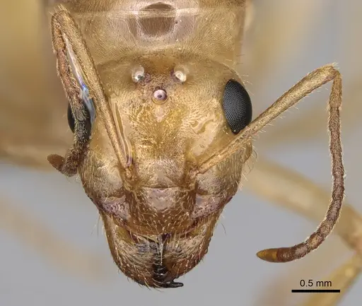 Myrmecocystus navajo - CASENT0872150