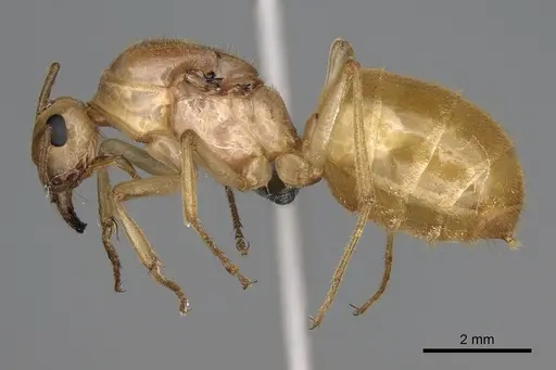 Myrmecocystus navajo - CASENT0872150