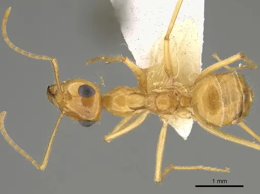 Myrmecocystus navajo - CASENT0923356
