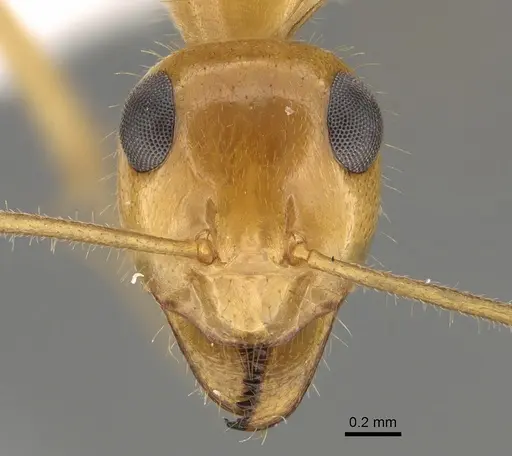 Myrmecocystus navajo - CASENT0923356