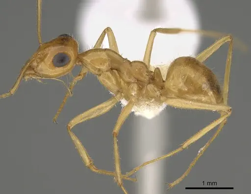 Myrmecocystus navajo - CASENT0923356