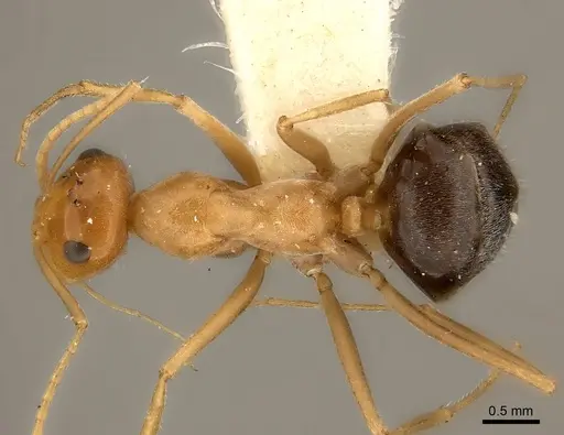 Myrmecocystus nequazcatl specimen
