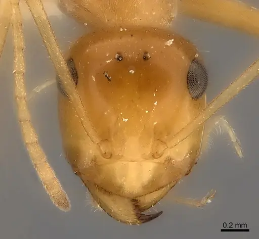 Myrmecocystus nequazcatl specimen