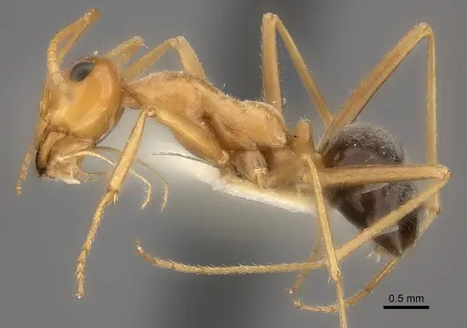 Myrmecocystus nequazcatl specimen