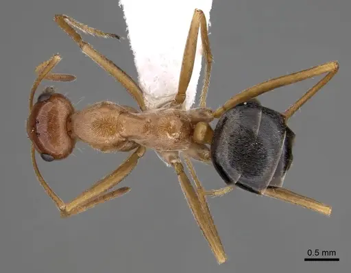 Myrmecocystus nequazcatl - CASENT0280515