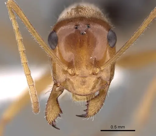 Myrmecocystus nequazcatl - CASENT0280515