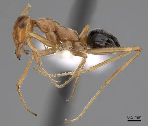 Myrmecocystus nequazcatl - CASENT0280515