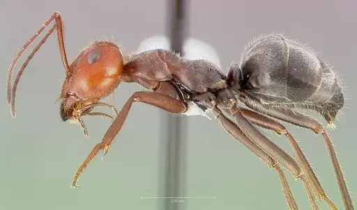 Myrmecocystus placodops specimen