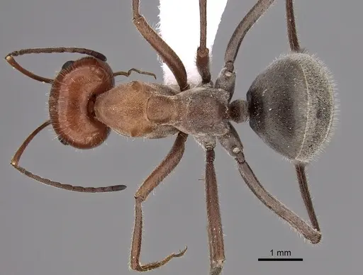 Myrmecocystus placodops - CASENT0280508