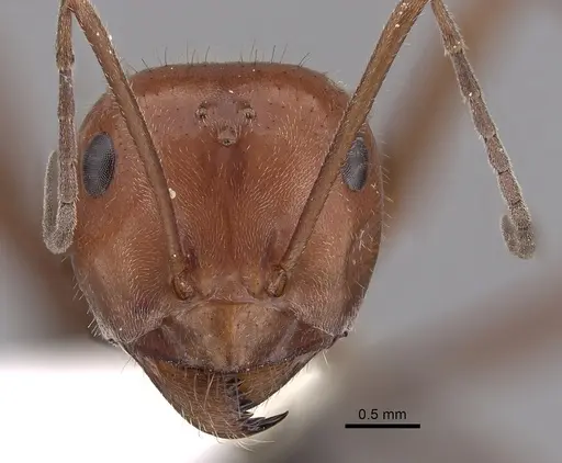 Myrmecocystus placodops - CASENT0280508