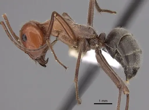 Myrmecocystus placodops - CASENT0280508