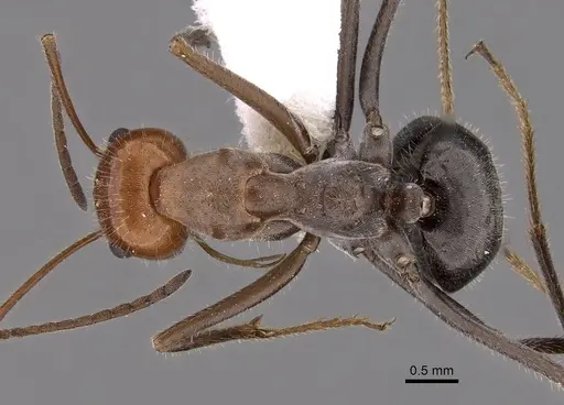 Myrmecocystus placodops - CASENT0280509