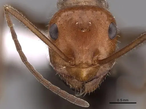 Myrmecocystus placodops - CASENT0280509