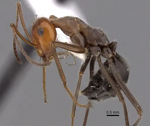 Myrmecocystus placodops - CASENT0280509
