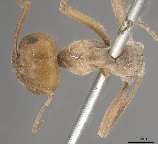 Myrmecocystus placodops - CASENT0911060