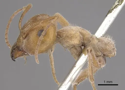 Myrmecocystus placodops - CASENT0911060