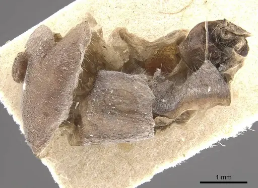 Myrmecocystus placodops - CASENT0911060