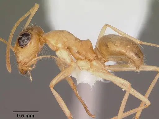 Myrmecocystus pyramicus specimen