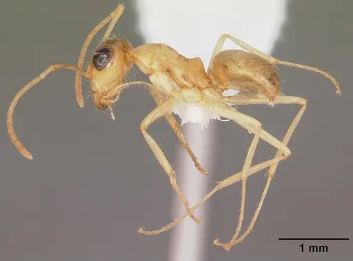 Myrmecocystus pyramicus - CASENT0104938