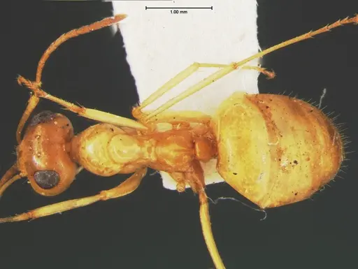 Myrmecocystus pyramicus - CASENT0105635
