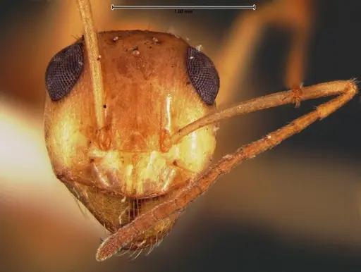 Myrmecocystus pyramicus - CASENT0105635