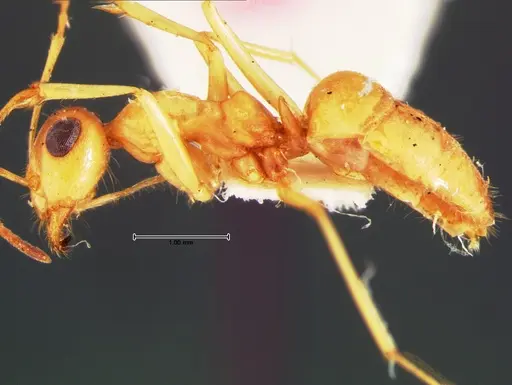 Myrmecocystus pyramicus - CASENT0105635