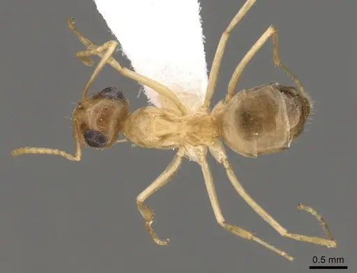 Myrmecocystus pyramicus - CASENT0280529